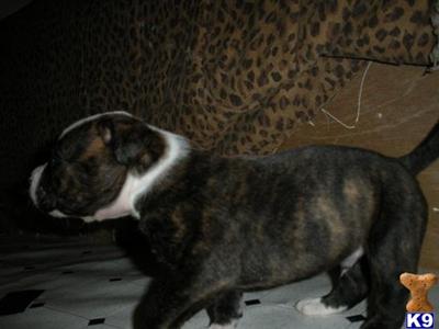 American Bulldog Puppies for Sale
